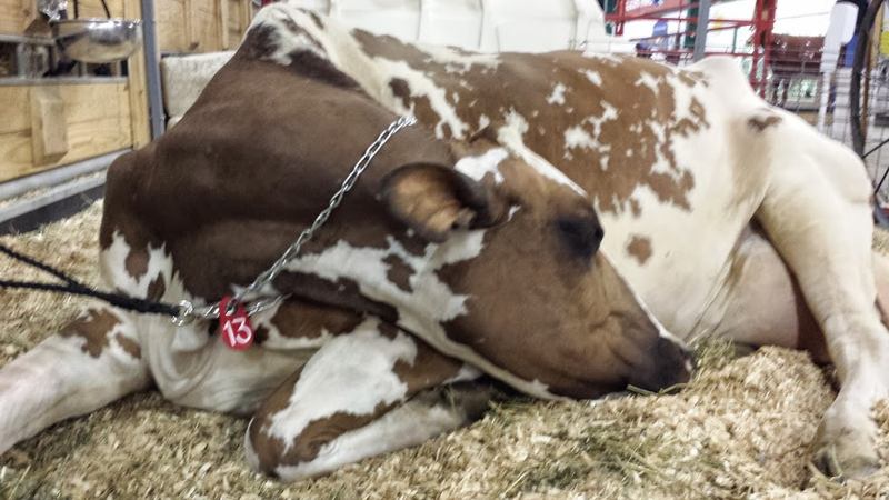 Illustration for article titled Cows at the Fair - I'm Famous and Exhausted